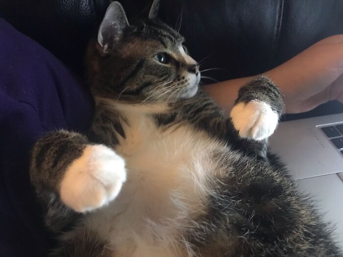 My 15-Year-Old Cat Arashi - Adopted Him In College & He’s Lived In 4 Different States With Me