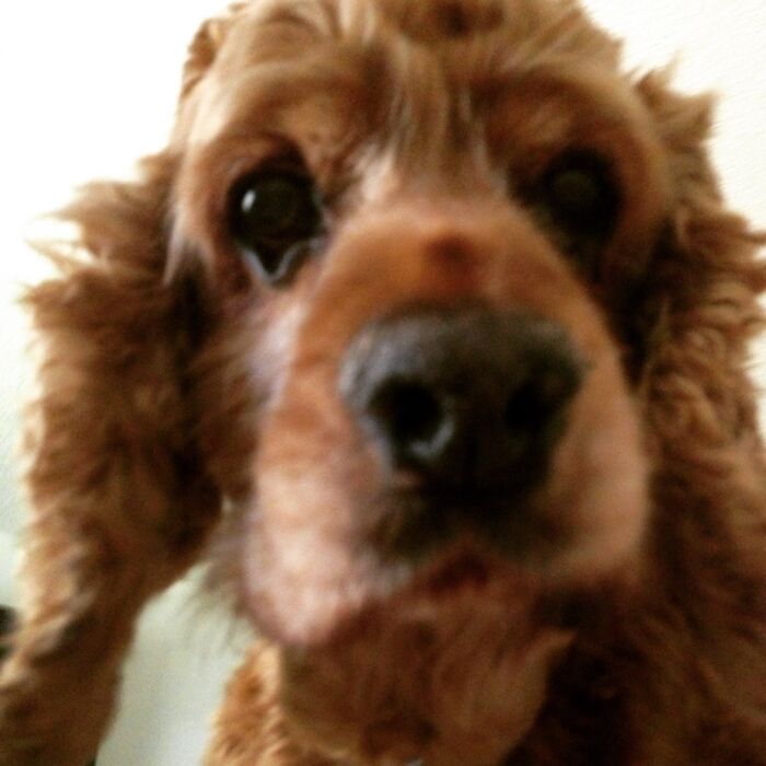 Cooper, A Cocker Spaniel, Who I Loved.
