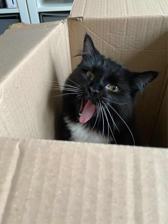 The Mighty Roar Of Albus Dumblecat!