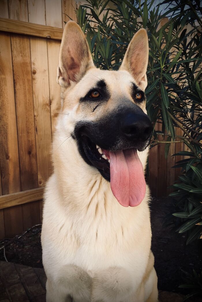 Tucker, My German Shepherd-Wolf Mix