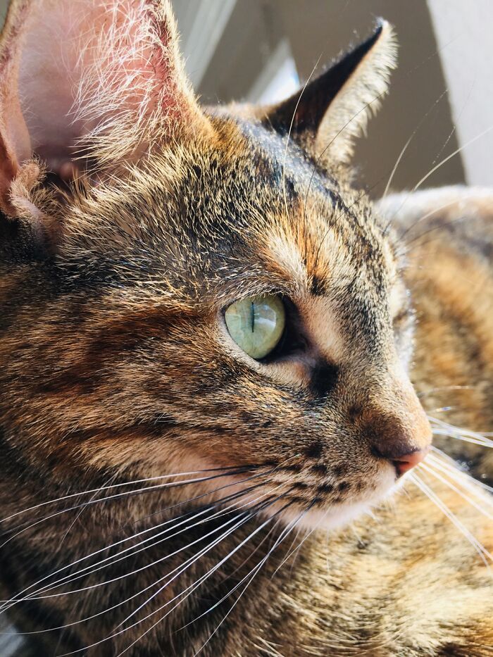 My 3yr Old Rescue Named Tabby