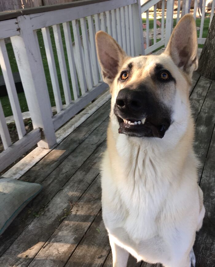 My Dog Tucker, His Snaggle Tooth Doesn’t Usually Show, But When It Does...