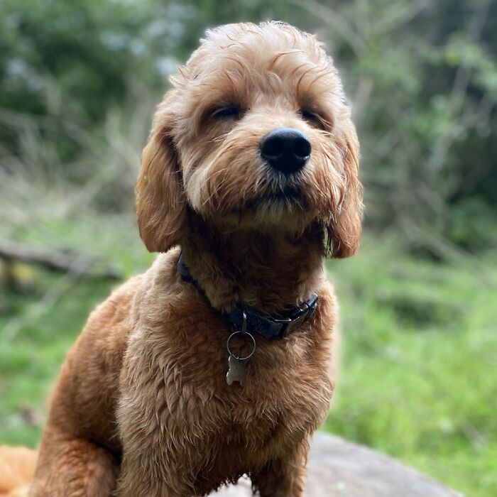 Oaty Enjoying The Forest Atmosphere