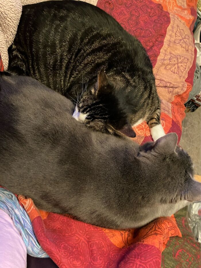 My Snuggle Boys, Ringo Starr And Thor.