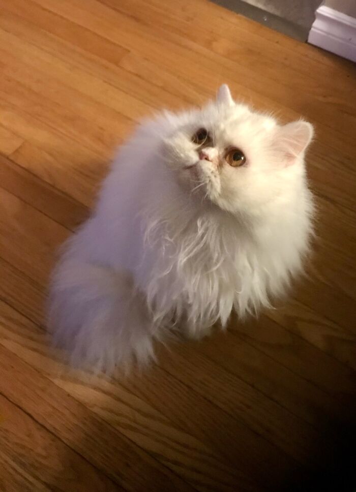 This Is My Rescue Moppet, 11yo She Was Surrendered At 9 Yo When Her Mom Had To Go Into Ltc.