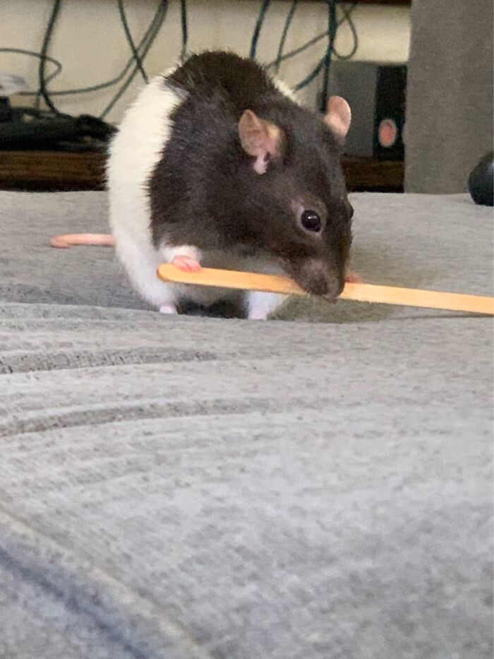 My Rat, Shnookums. She's A Little Over A Year Old :]