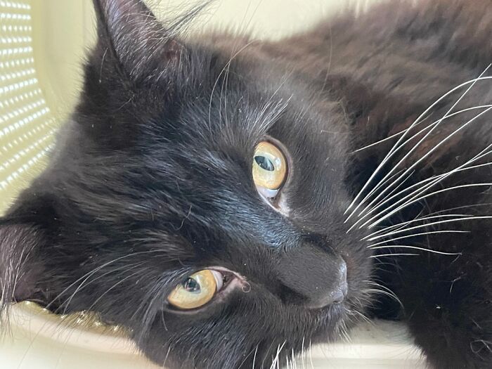 Mine’s A Proper Poser! Just Look At Those Eyes!