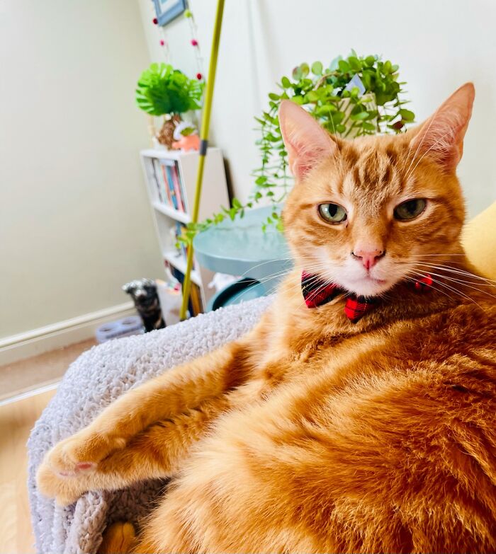 My Ginger Boy Is A Right Old Poser!