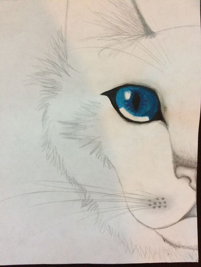 Doves Are The Best Change My Mind