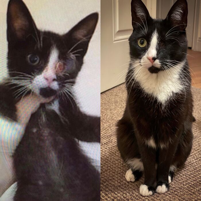 My Handsome Boy Lumi. Rescued From Romania At 4 Months. Now 4 Years And Living His Best Life!