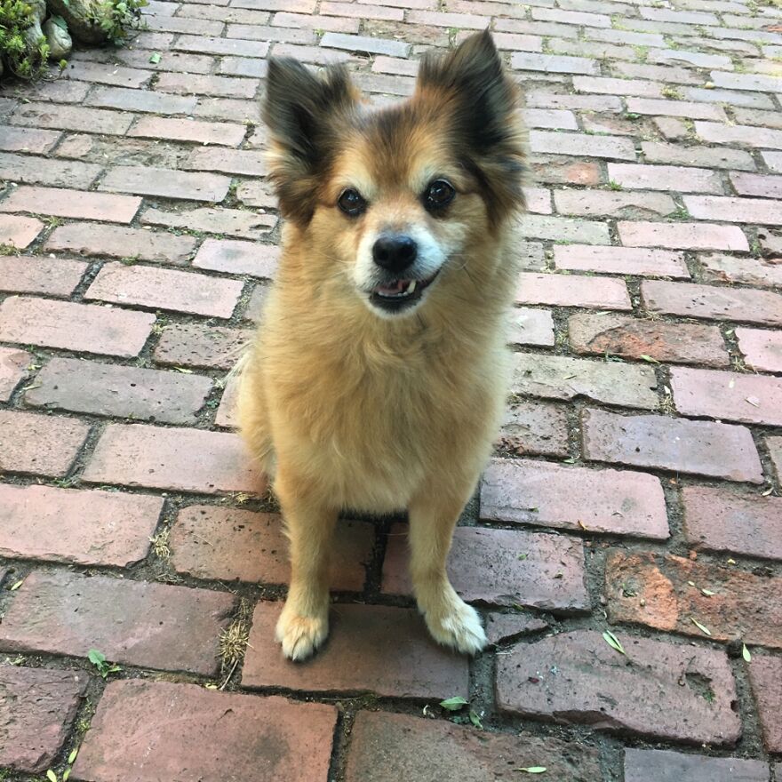 My Derpy Faced Bfff: Best Furry Friend Forever. Who’s A Good Boy? You Are Buddy.