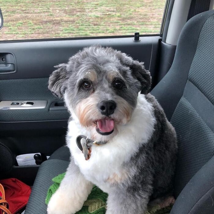 Skye, Rescued At Age 1, Now Celebrating Her 8th Birthday.