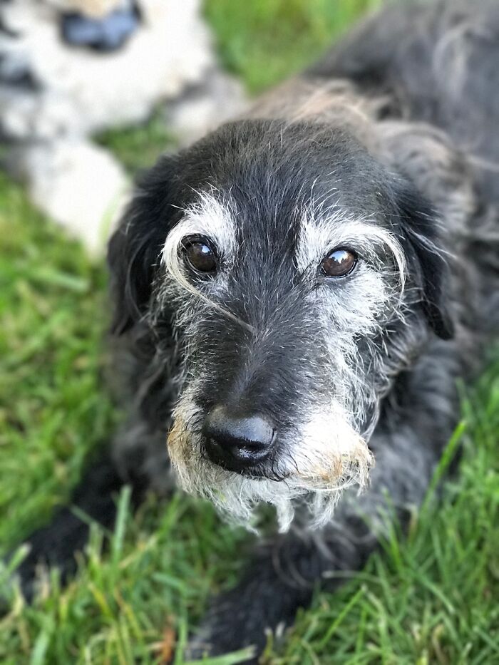Goose, Age 18 Years