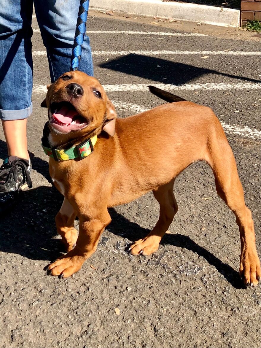 Red Leaving The Pound