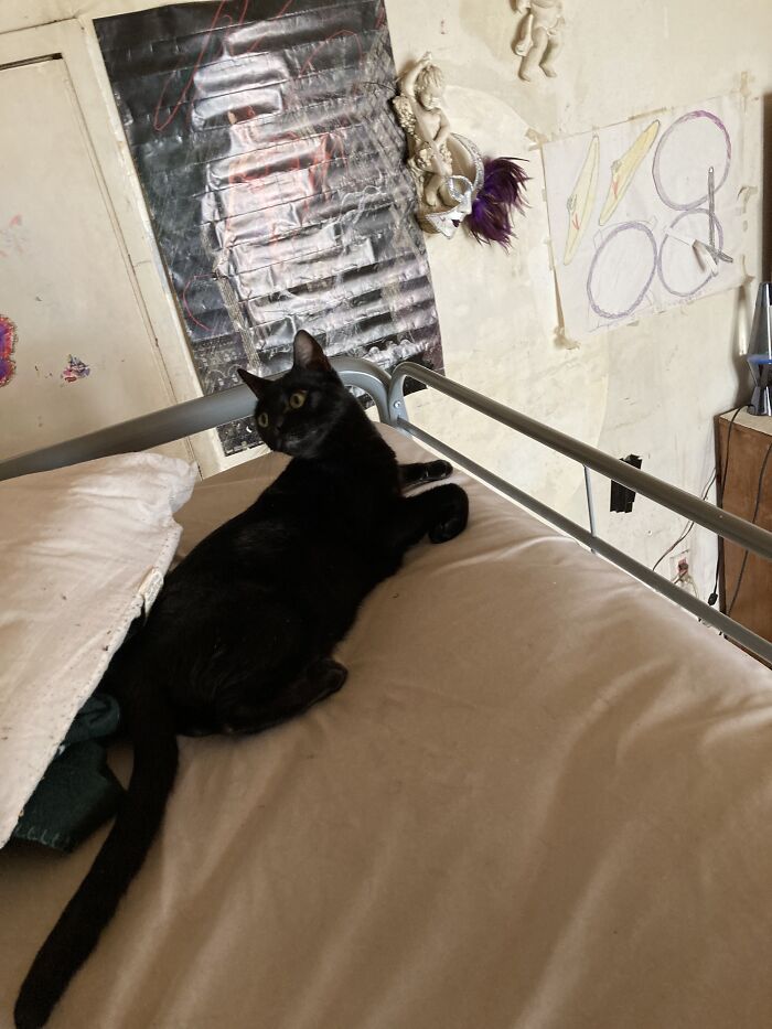 My Cat Shadow. He’s A Goof