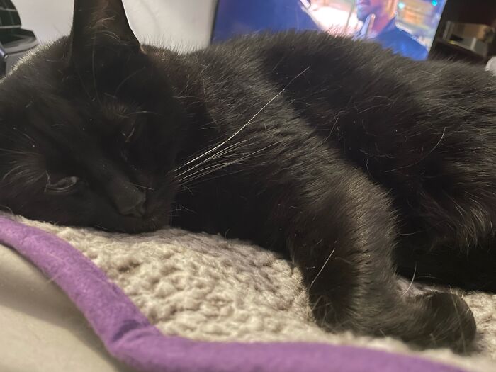 Alice, 4 Years Old, Rescued At 8 Weeks