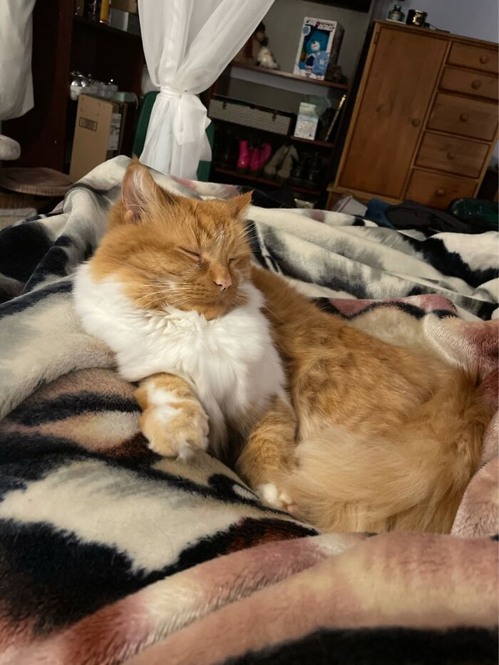 Teddy, 7, Rescued At 1.