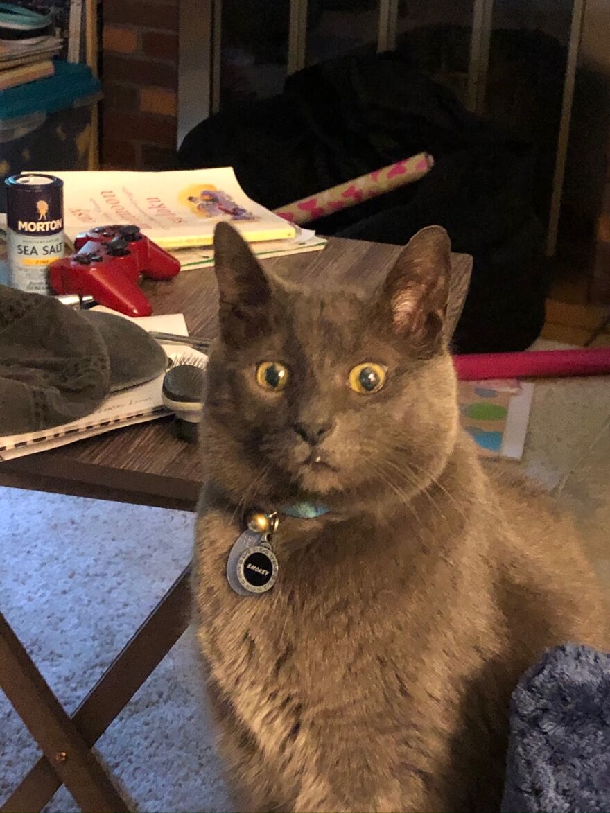 I Crack Up Whenever I See This Pic Of My Cat