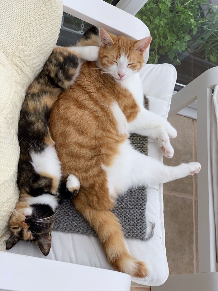 Rory And Priya, Adopted As Kittens A Few Months Apart. Tripawds Living Their Best Lives.