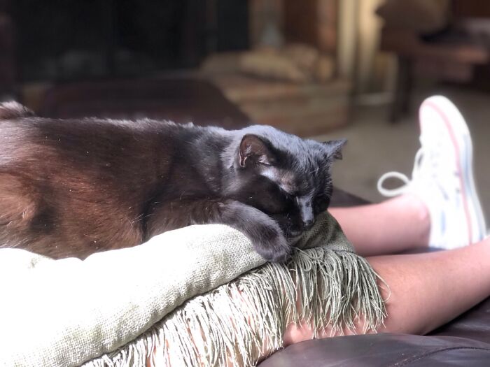 Sweet Chelsea Adopted At 6 Months. Now 14 Year Old Senior Lady.