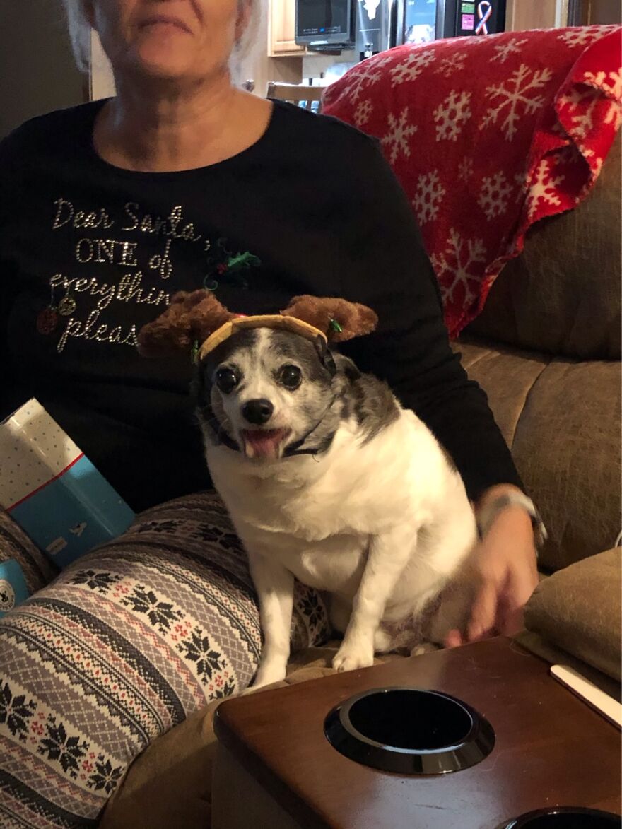 T-Bone…not Happy With His Christmas Costume!