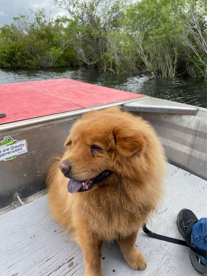 Wolfie Was Told He Was Grumpy, Now With Lots Of Love He’s Just A Big Teddy Bear.