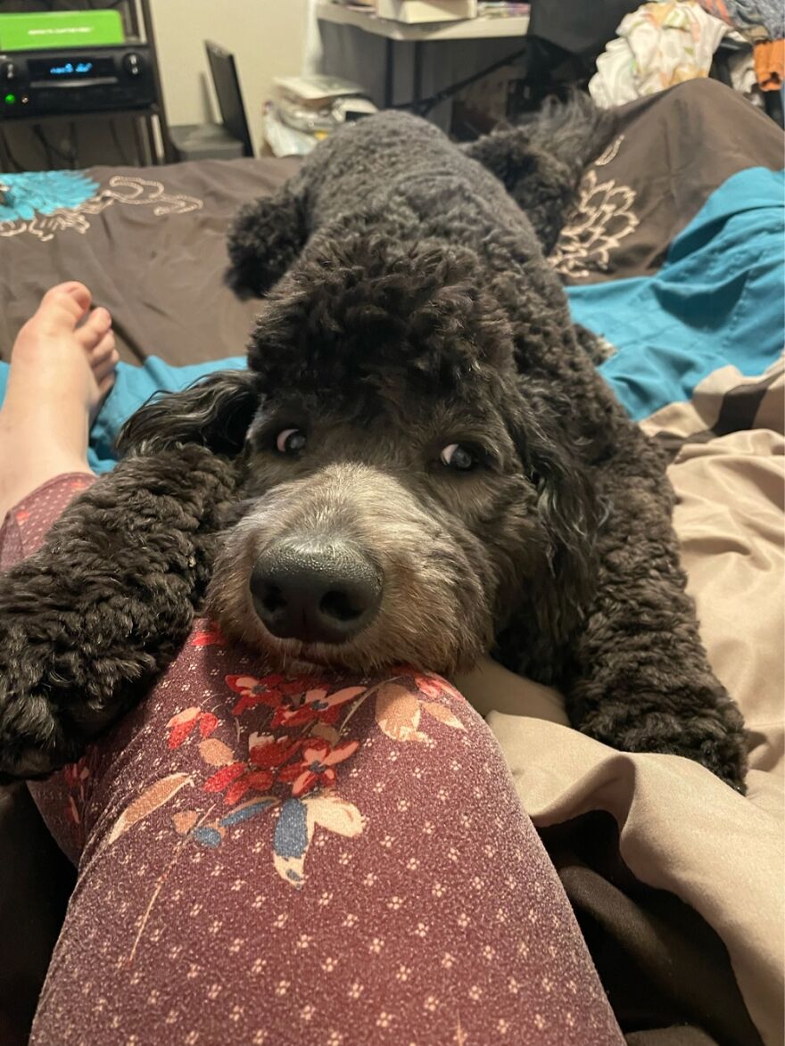 Ryver Always Has His Eye On You. He’s A True Land Seal.