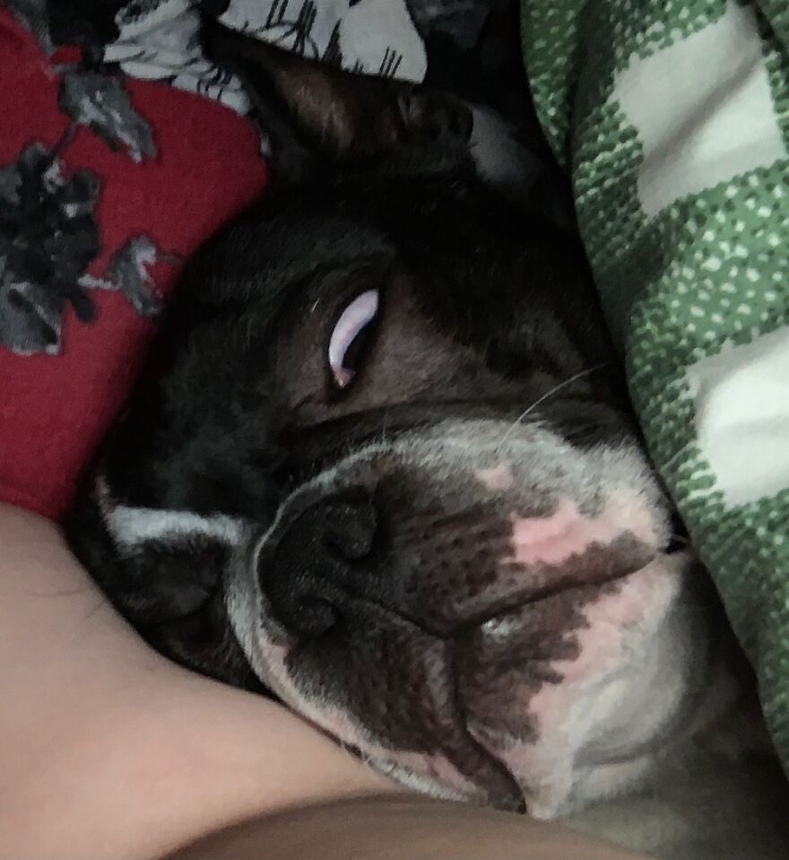 Tank (Boston Terrier) Taking A Nap After A Long Day… Not The Most Photogenic.