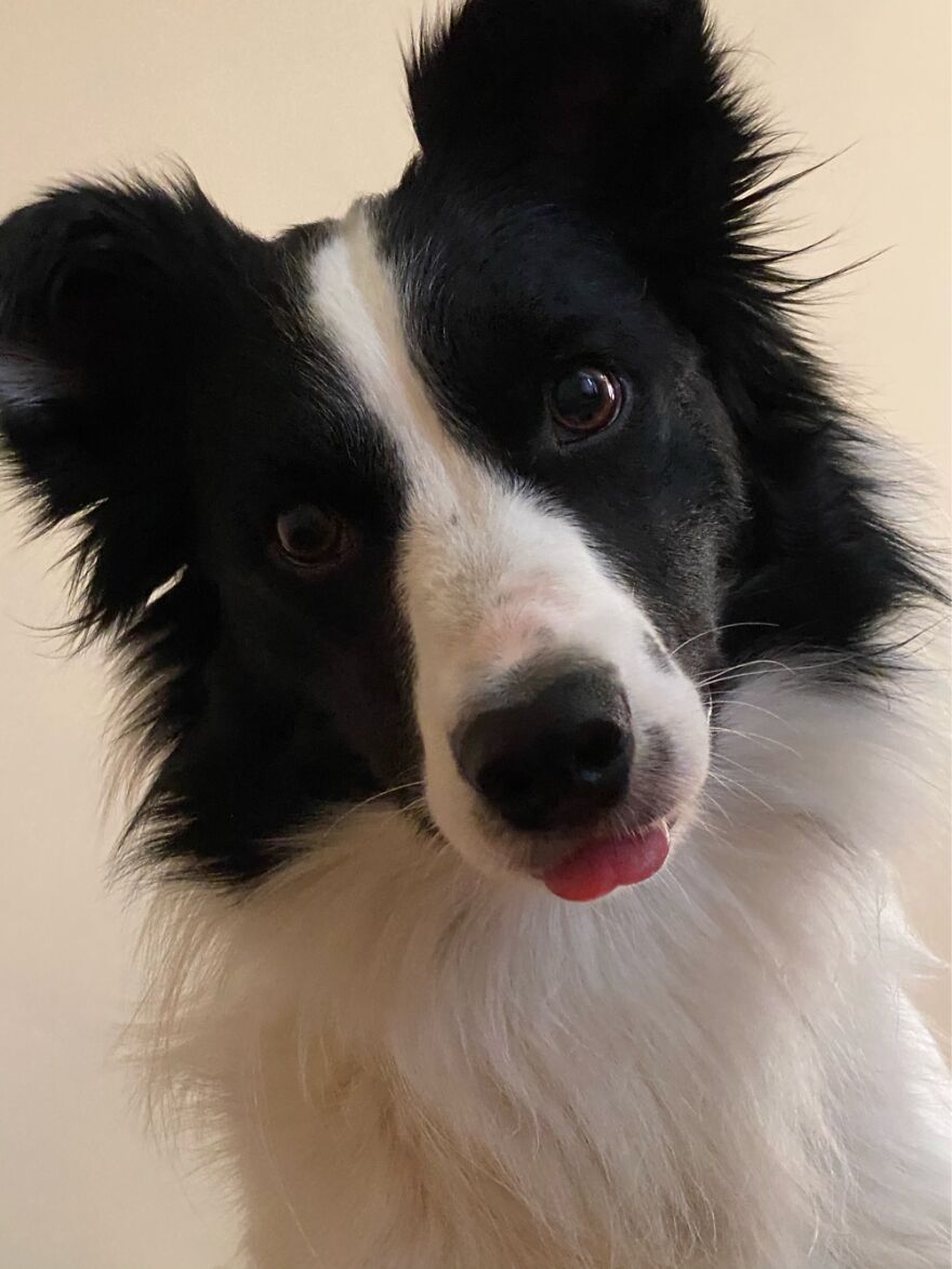 Tali. Derpy Dog Alert!