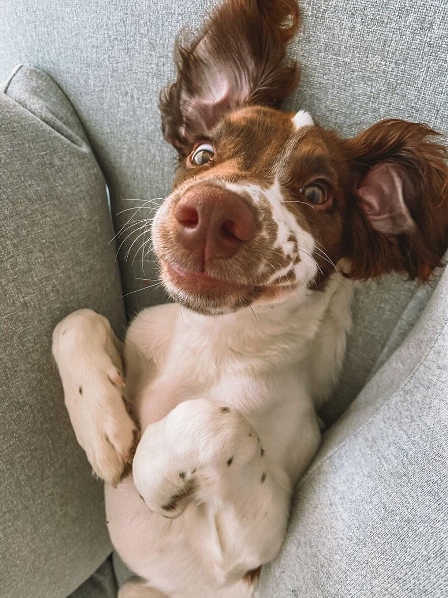 Charlie, Our 6m Old English Springer Spaniel. Fresh From A Nap.
