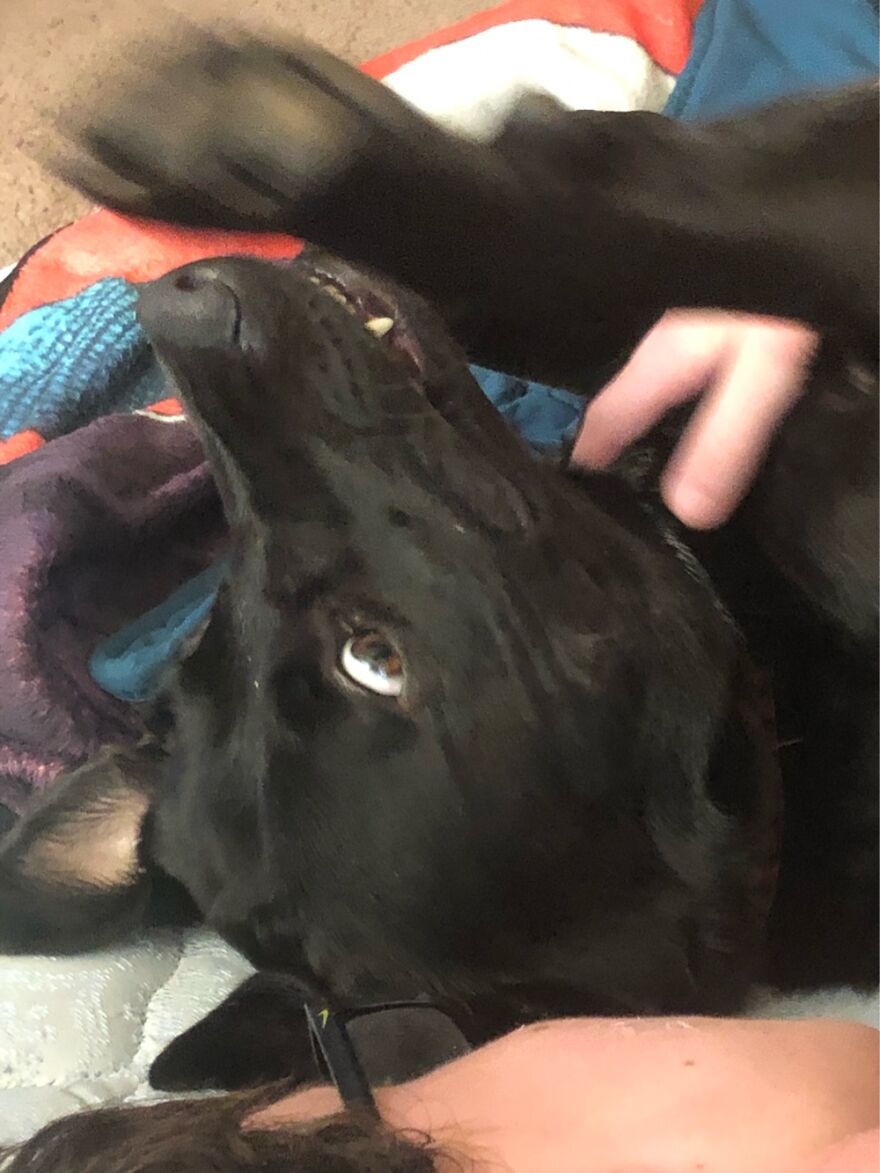 The Crazed Belly Rub Face.