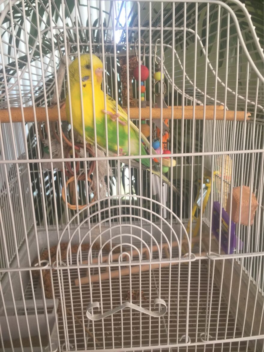 All The World’s A Cage…