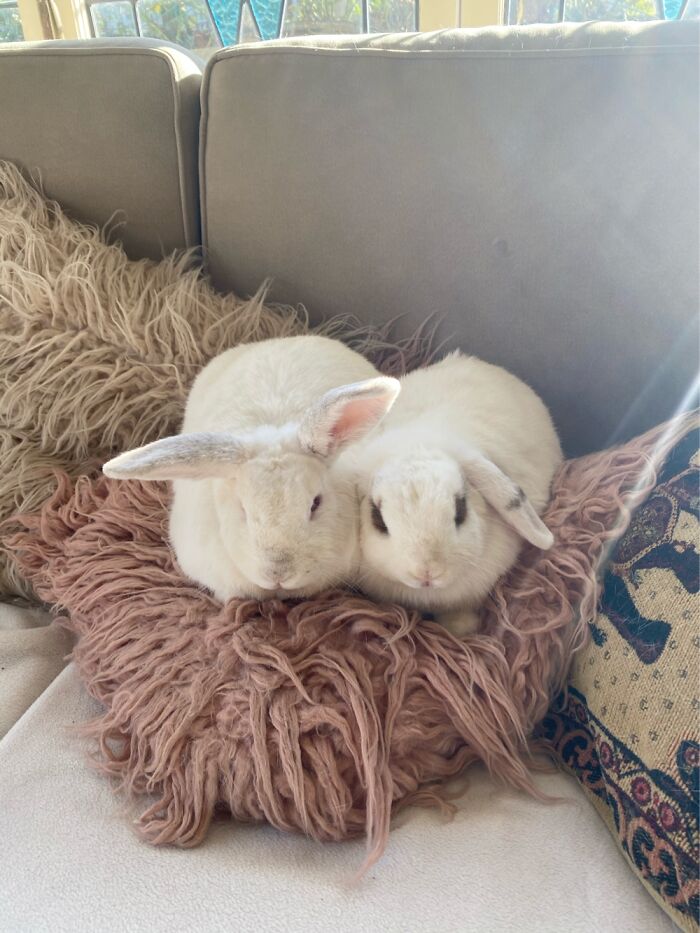 Hopper And Maisie My Rescue Bunnies