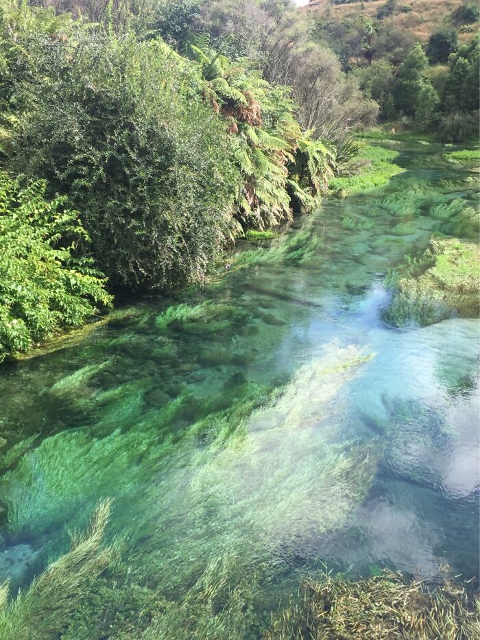 Stunning Blue Springs, Putaruru New Zealand