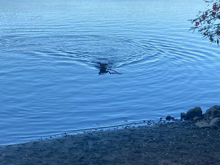 My Pooch On His Evening Swim
