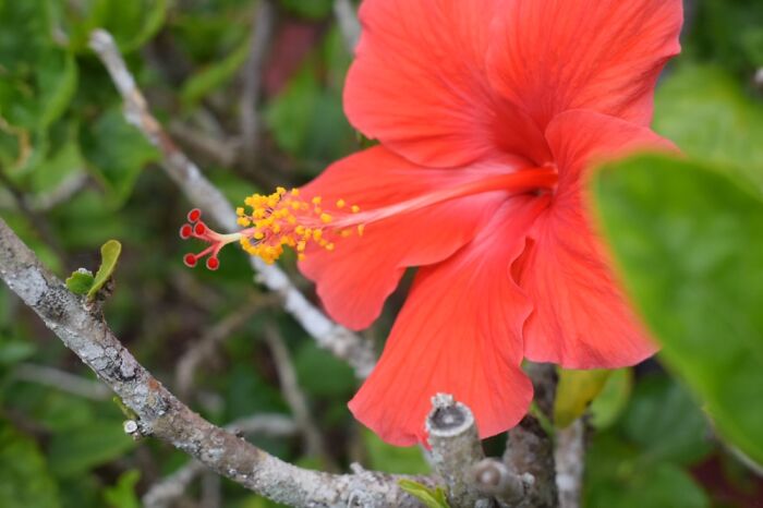 Gorgeous Flower Found At Club Med In Florida