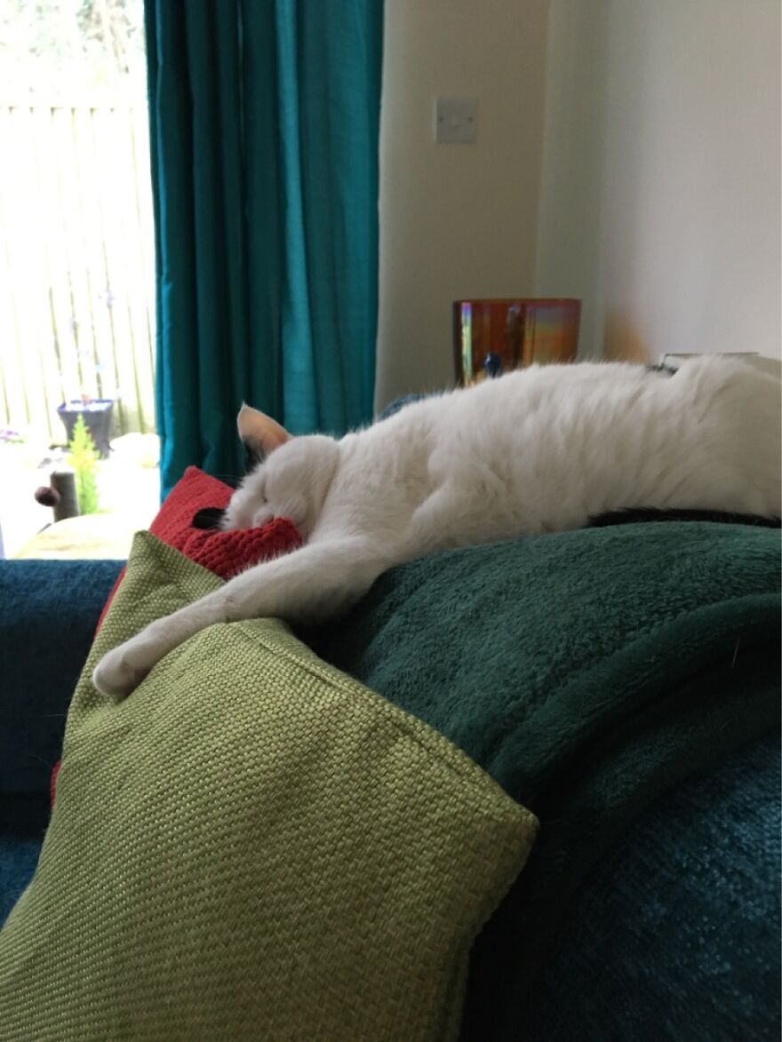 Little Snooze On A Hot Day