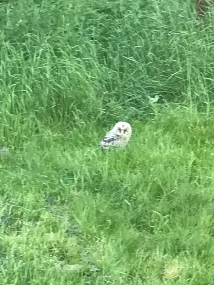 This Tiny Owl That Fell Out Of Its Nest (Don’t Worry, It’s Mum Came And Got It Later)