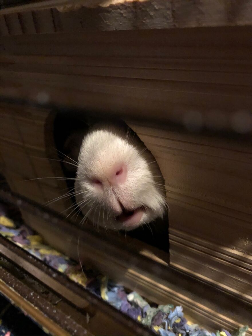 Coby The Guinea Pig In Full Spy Mode