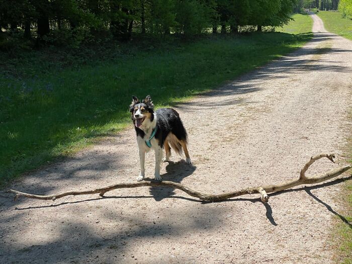 Walk In The Woods And My Friend’s Dog Found A ‘Stick’