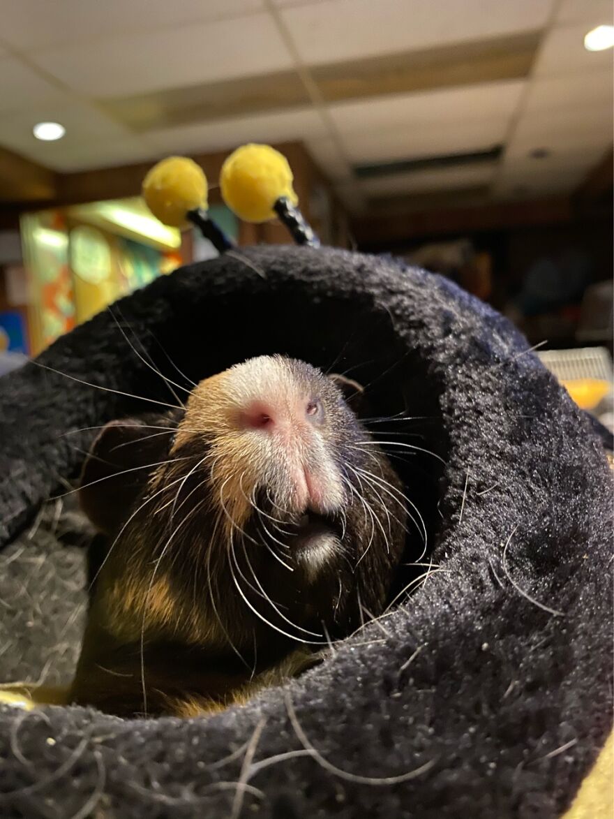 Toby The Guinea Pig Is About To Sneeze!