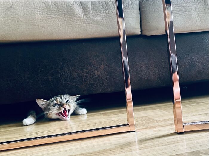 Our Two Foster Cats Are Photo Modes