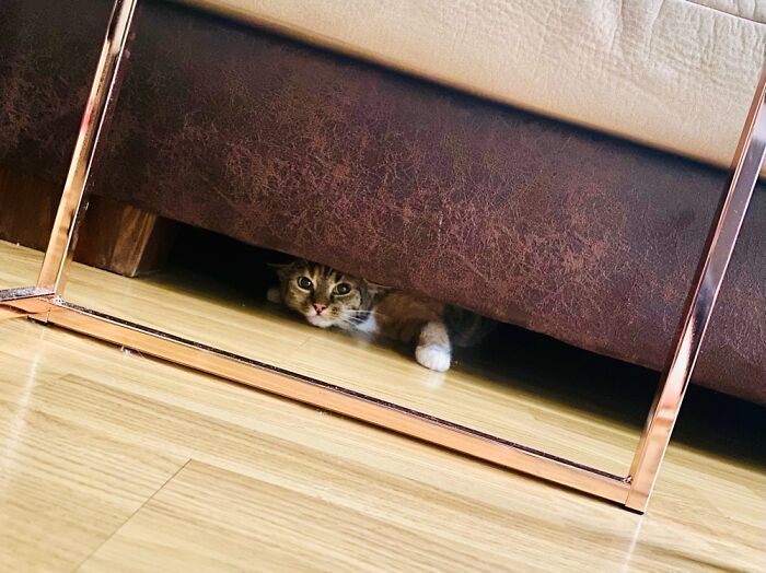 Our Two Foster Cats Are Photo Modes