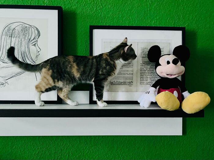 Our Two Foster Cats Are Photo Modes