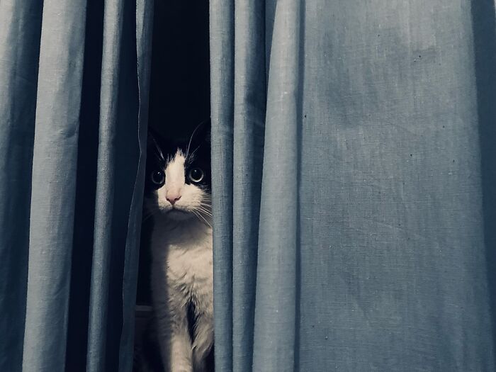 Our Two Foster Cats Are Photo Modes