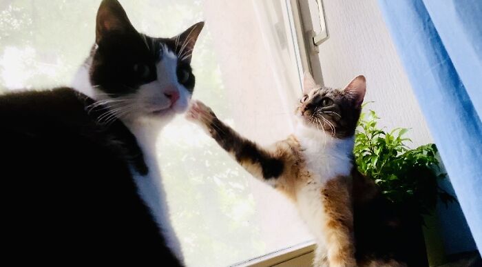 Our Two Foster Cats Are Photo Modes