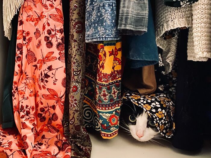 Our Two Foster Cats Are Photo Modes