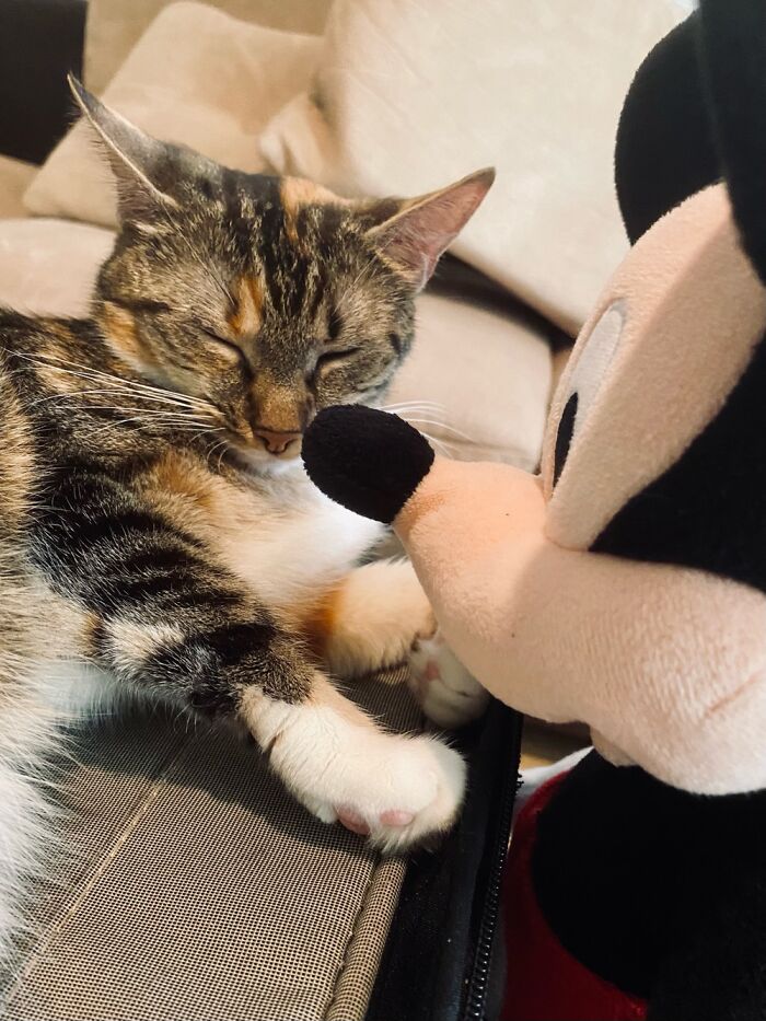 Our Two Foster Cats Are Photo Modes