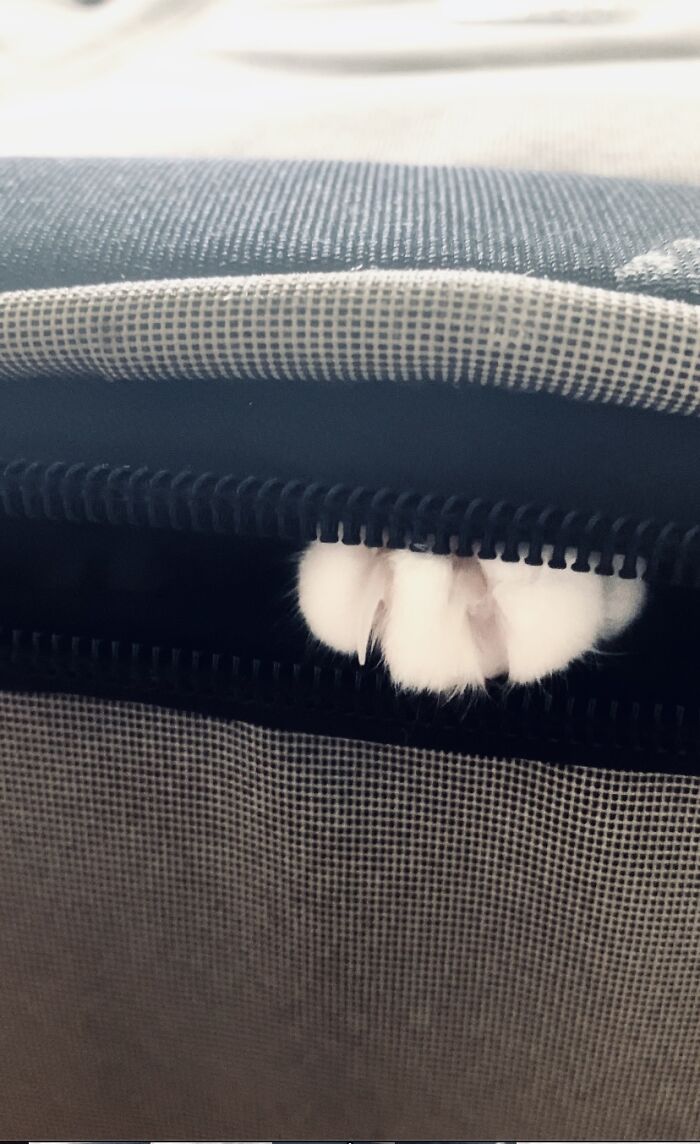 Our Two Foster Cats Are Photo Modes