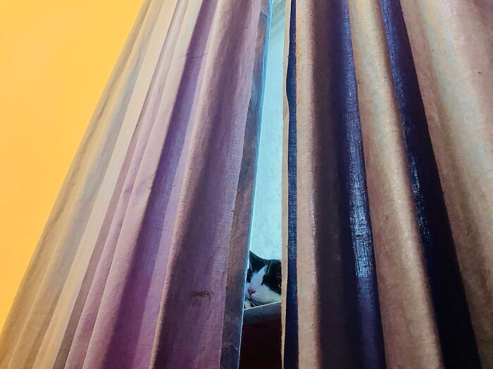 Our Two Foster Cats Are Photo Modes